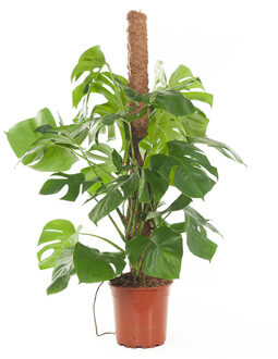 Monstera (Gatenplant) P 27 cm