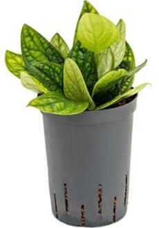 Monstera karstenianum hydrocultuur hangplant