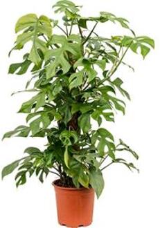 Monstera minima S gatenplant kamerplant