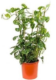 Monstera obliqua L gatenplant kamerplant