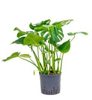 Monstera pertusem L gatenplant hydrocultuur plant