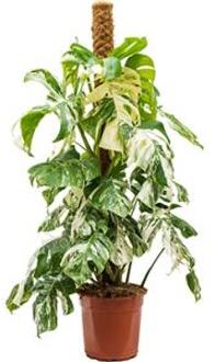 Monstera pertusem variegatum L gatenplant kamerplant