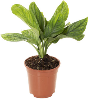 Monstera Pinnatipartita - P 17 cm