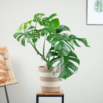 Monstera Variegata - lichte variegata - P21