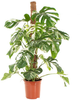 Monstera Variegata (mosstok) - P 24 cm