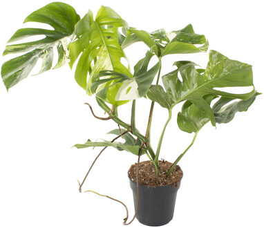 Monstera Variegata (veel wit) - P 19 cm