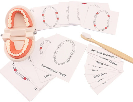 Montessori Practice Life Skill Toys Simulated Teeth Toys with Learning Card Bamboo Brush Toy Early Training Toy for Unisex Baby