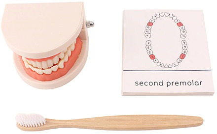 Montessori Simulated Brush Tooth Toys Brushing Teeth Training Toy Basic Life Skill Practice Training Toys for Children 18 Month+