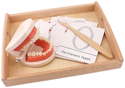 Montessori Teaching Aids Tooth Toy Simulated Teeth Brushing Toy with Cards Practice Life Skill Toys Tooth Brush with Wooden Tray