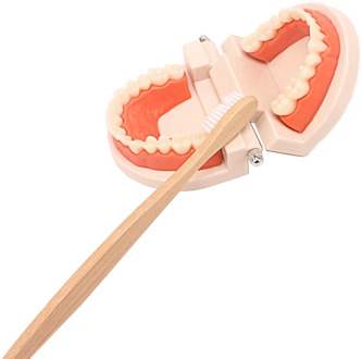 Montessori Toddler Tooth Toy Practical Life Simulated Material Brushing Tooth Teaching Aids Real Bamboo Brush with Wooden Tray