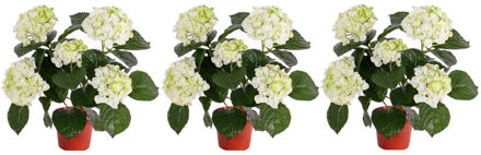 Mooie kunstplant met bloemen - 3x - Hortensia - creme wit - H36 cm - Dia 10 cm