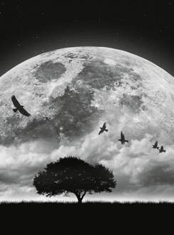 Moon And Birds Vlies Fotobehang 192x260cm 4-banen