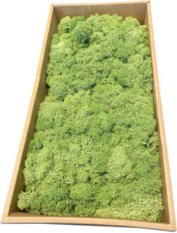 MOSS concepts Rendiermos mediumgroen 500 gram