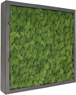 Mosschilderij Fay Fiberstone vierkant 50x50 cm.