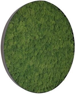 Mosschilderij Fay Metal 80cm.