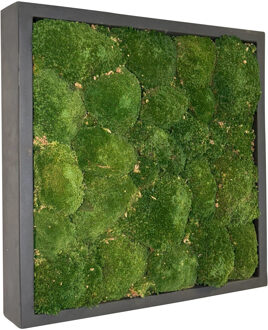 Mosschilderij Jade Fiberstone vierkant 50x50 cm