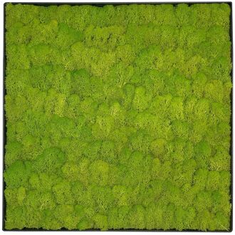 Mosschilderij Linn Metal 50x50cm.