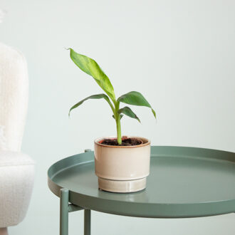 Musa Dwarf Cavendish Variegata - P9