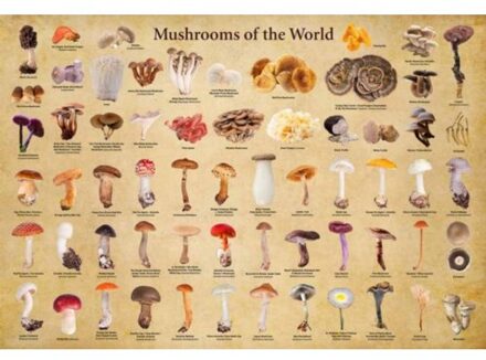 Mushrooms Of The World - 1000 Piece Jigsaw Puzzle: For Adults And Families - Finished Puzzle Size 29 - Tuttle Studio