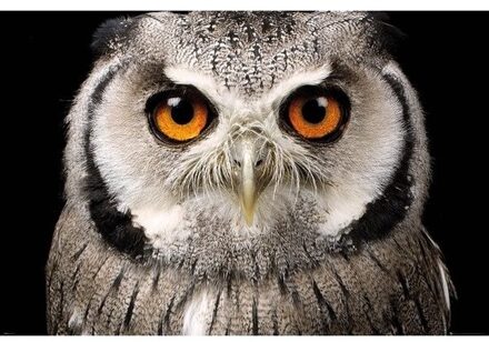 Muur decoratie uil poster