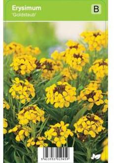 Muurbloem (erysimum "Goldstaub") voorjaarsbloeier - 12 stuks