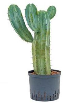 Myrtillocactus geometrizans L hydrocultuur plant