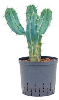 Myrtillocactus geometrizans M hydrocultuur plant