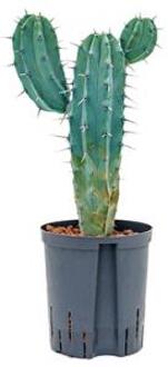 Myrtillocactus geometrizans S hydrocultuur plant