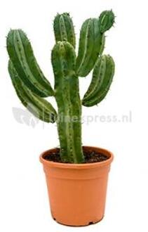 Myrtillocactus geometrizans XL kamerplant