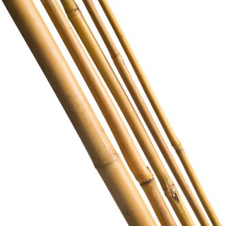 Nature Bamboestok naturel H210cm dia. 16-18mm set a 3 stuks