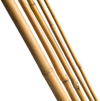 Nature Bamboestok naturel H240cm dia. 18-20mm set a 3 stuks