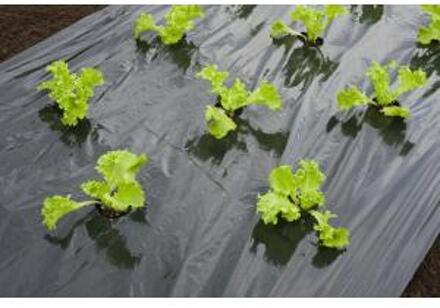 Nature Kweekfolie - Sla - Zwart - Anti-UV - Met perforatiegaten 45 x diam. 60mm - 0,95 x 5m