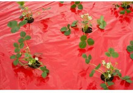 Nature Kweekfolie voor aardbeien 0.95 x 10 m