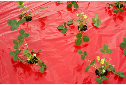 Nature Kweekfolie voor aardbeien - rood - 5 meter - Aardbeientuin folie - Moestuin artikelen