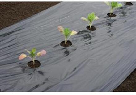 Nature Kweekfolie voor grote groenten 0.95 x 10 m