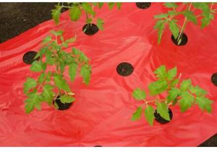 Nature Kweekfolie voor tomaten 0.95 x 10 m