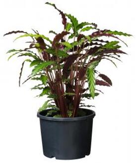 Nature Ritzi container 25l H29x dia. 39cm Zwart