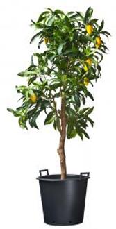 Nature Ritzi container zwart 85l H46x dia. 60cm