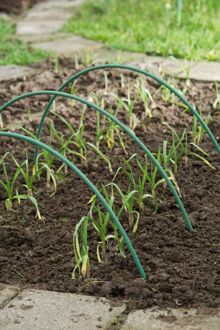 Nature Tunnelboog - Klim- en Geleide Artikelen - Plantenstokken - 250 cm - 1 stuk