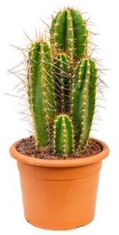 Neocardenasia cactus herzogiana kamerplant
