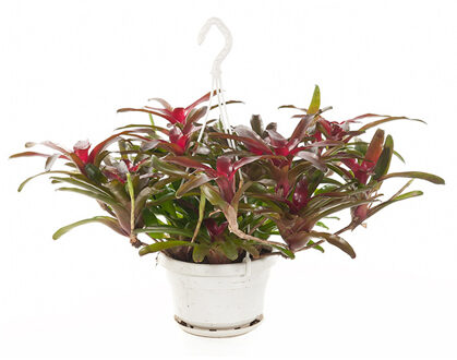 Neoregelia Fireball (Bromelia) - P 21 cm