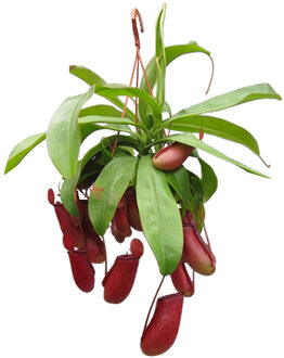 Nepenthes Bloody Mary - P 14 cm