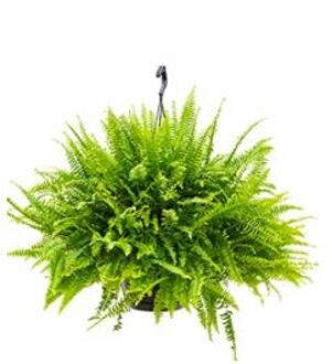 Nephrolepis green lady krulvaren hangplant