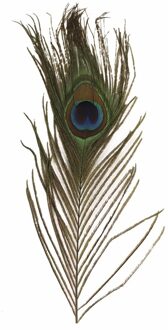 Nepveren/sierveren - Pauwen veren - 3x stuks - gekleurd - 25 cm Multi