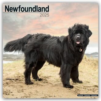 Newfoundland Calendar 2025 Square Dog Breed Wall Calendar - 16 Month - Browntrout Wandkalender - Avonside Publishing Ltd