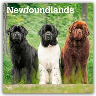 Newfoundlands 2026 Square Flap Calendar - Browntrout Wandkalender - Browntrout Publishers