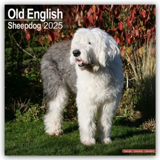 Old English Sheepdog Calendar 2025 Square Dog Breed Wall Calendar - 16 Month - Browntrout - Avonside Publishing Ltd