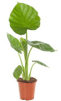 Olifantsoor plant (Alocasia Calidora) - P 19 cm