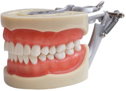 Onderwijs Model Tanden Model Voor Tandarts Te Communiceren Met Patiënten Standaard Tanden Modellen Met 28 Tanden En Zachte Gom