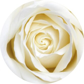 Onderzetters/Bierviltjes bloemen witte roos 10x stuks